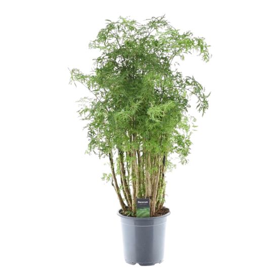 Polyscias hawaiiana ming - plantes d'intérieur