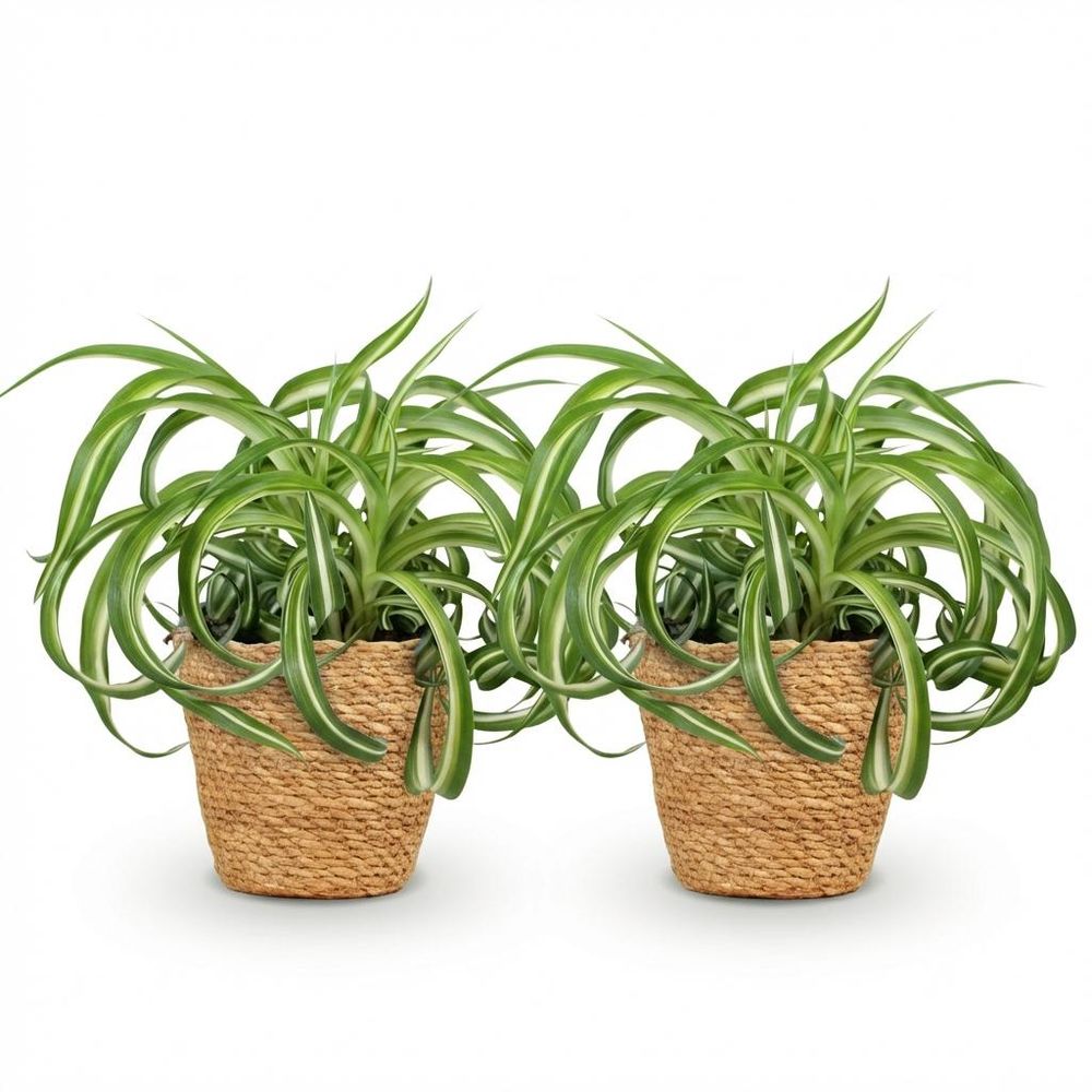 Chlorophytum comosum bonnie - pet-friendly - pot de 12cm - hauteur 20cm