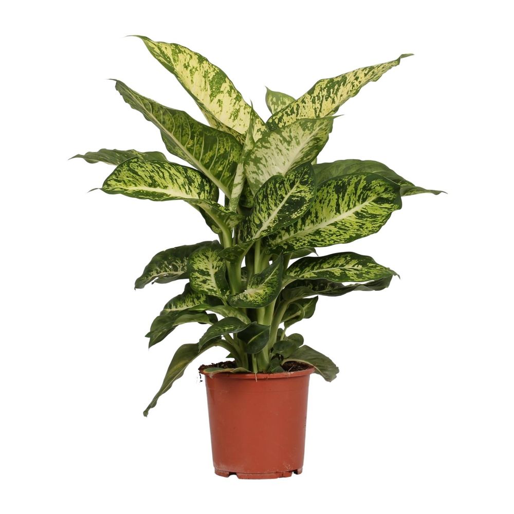 Dieffenbachia mars - ø17cm - ↕50cm - plantes d'intérieur