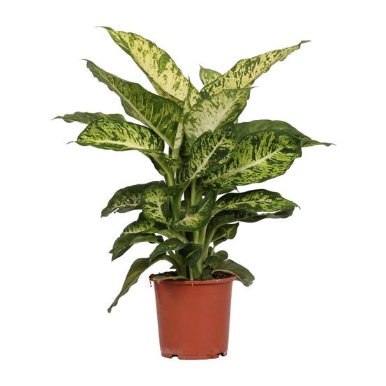Dieffenbachia mars - ø17cm - ↕50cm - plantes d'intérieur