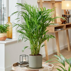 Areca - palmier d'intérieur, le pot / ø 17cm / hauteur livrée environ 45cm