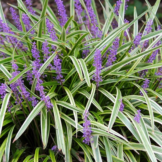6 x liriope muscari 'variegata' - liriope muscari 'variegata' - godet 9cm x 9cm