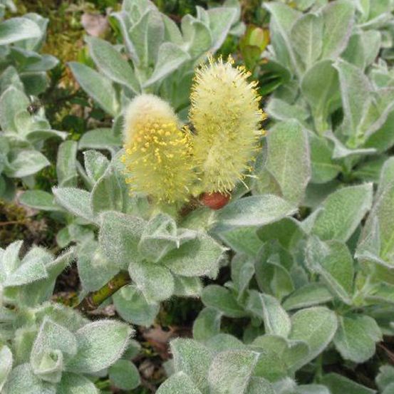 1 x saule - salix lanata - 25-30 cm pot