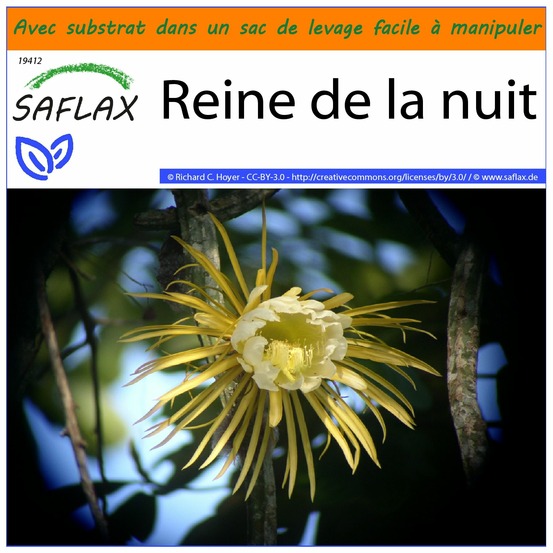 Garden in the bag - reine de la nuit - 40 graines - selenicerus grandiflorus