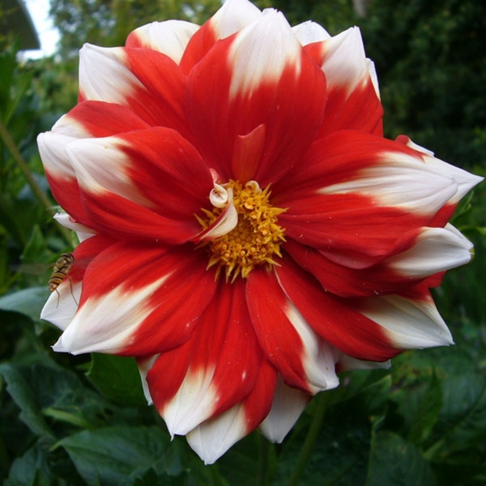 Dahlia gpe décoratif 'fire and ice' bulbe calibre i