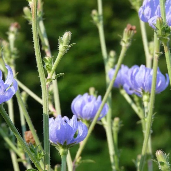 Chicorée sauvage - sans traitement lot de 9 godets