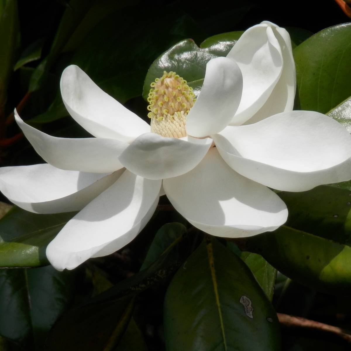 Magnolia à grandes fleurs  grandiflora treyvei/magnolia grandiflora treyvei[-]pot de 7,5l