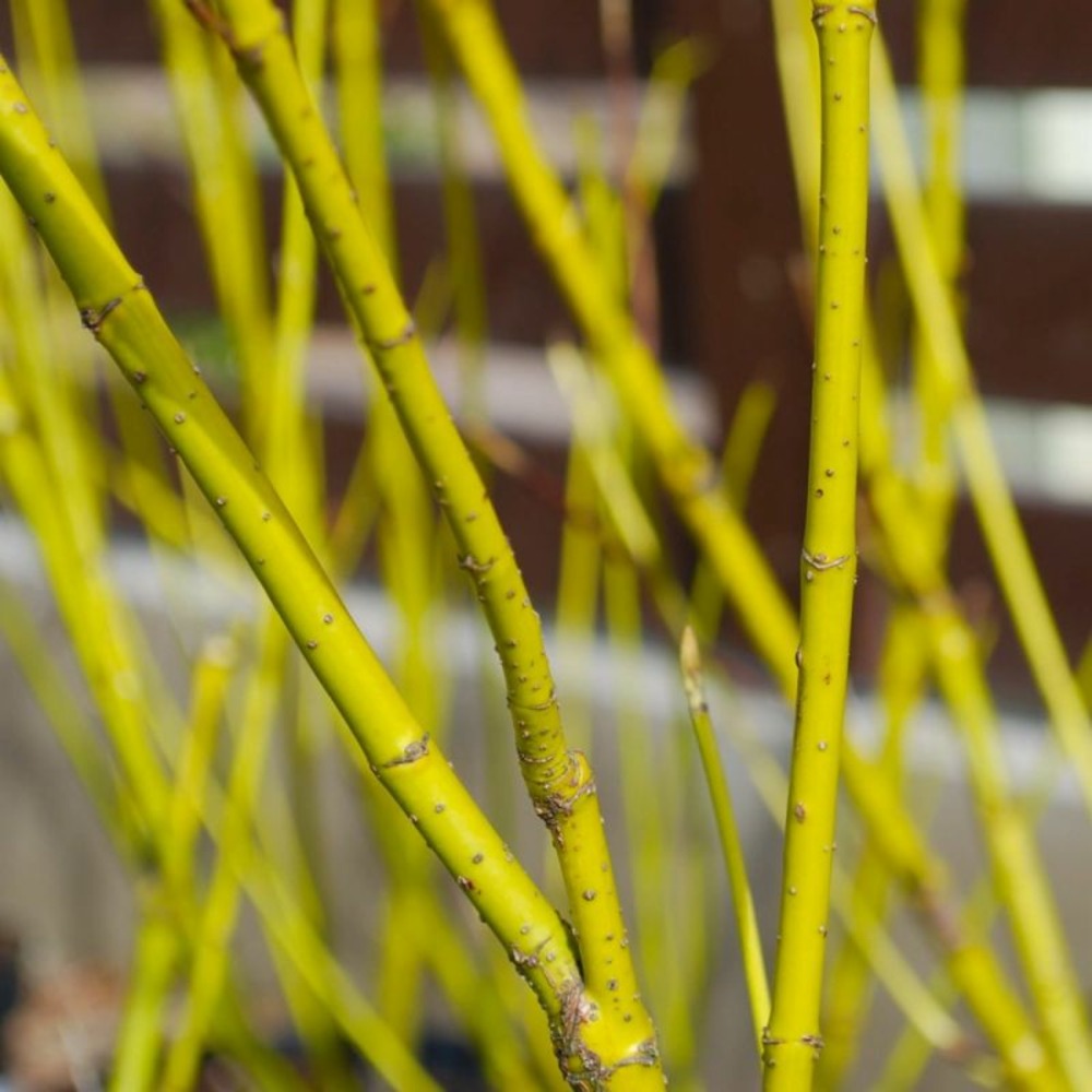 Cornouiller stolonifère 'flaviramea' (cornus stolonifera 'flaviramea')