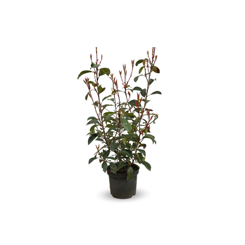 Photinia red robin - plantes de haies - ↕ 50-60 cm - ⌀ 20 cm - plante d'extérieur
