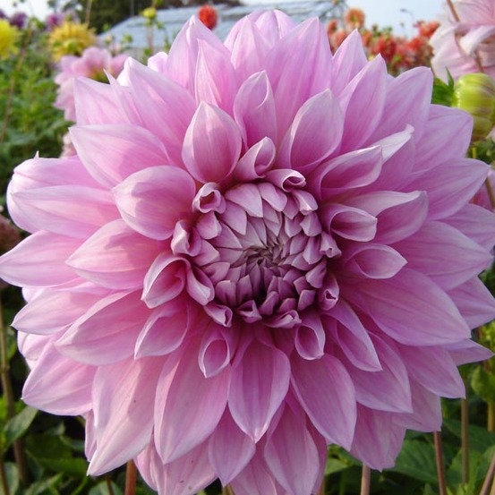 Dahlia gpe géant décoratif 'lavender perfection' bulbe calibre i