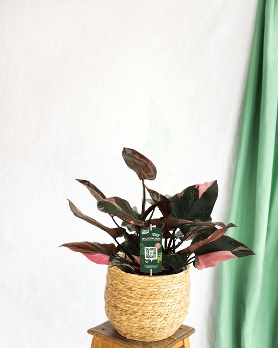 Philodendron pink princess 25cm - plante d'intérieur