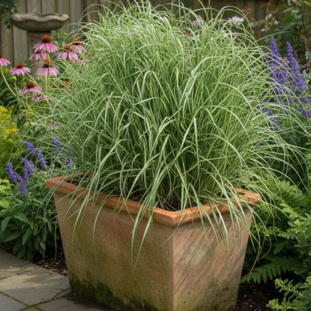 Calamagrostis avalanche lot de 3 godets