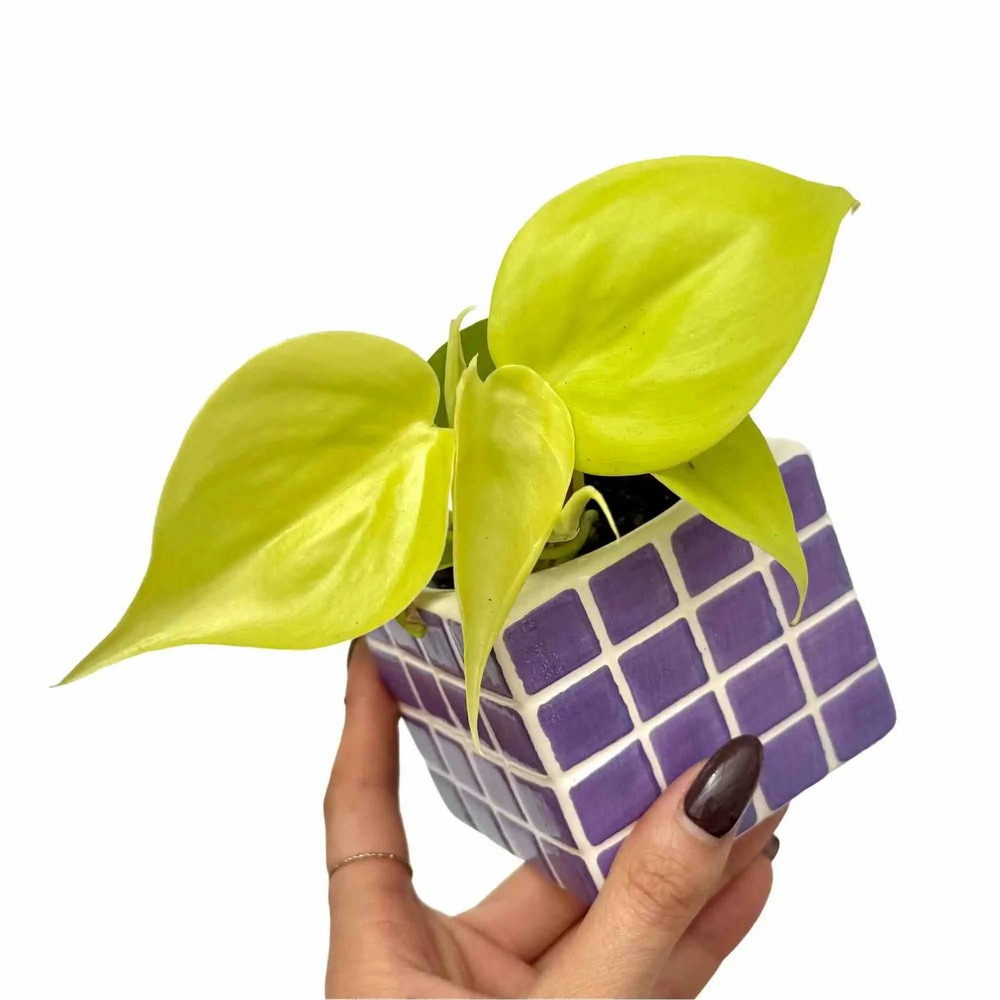 Philodendron scandens lemon lime - pot de 6cm