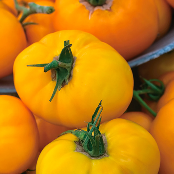 Plant de tomate jaune lemon boy f1 pot 0,5 l