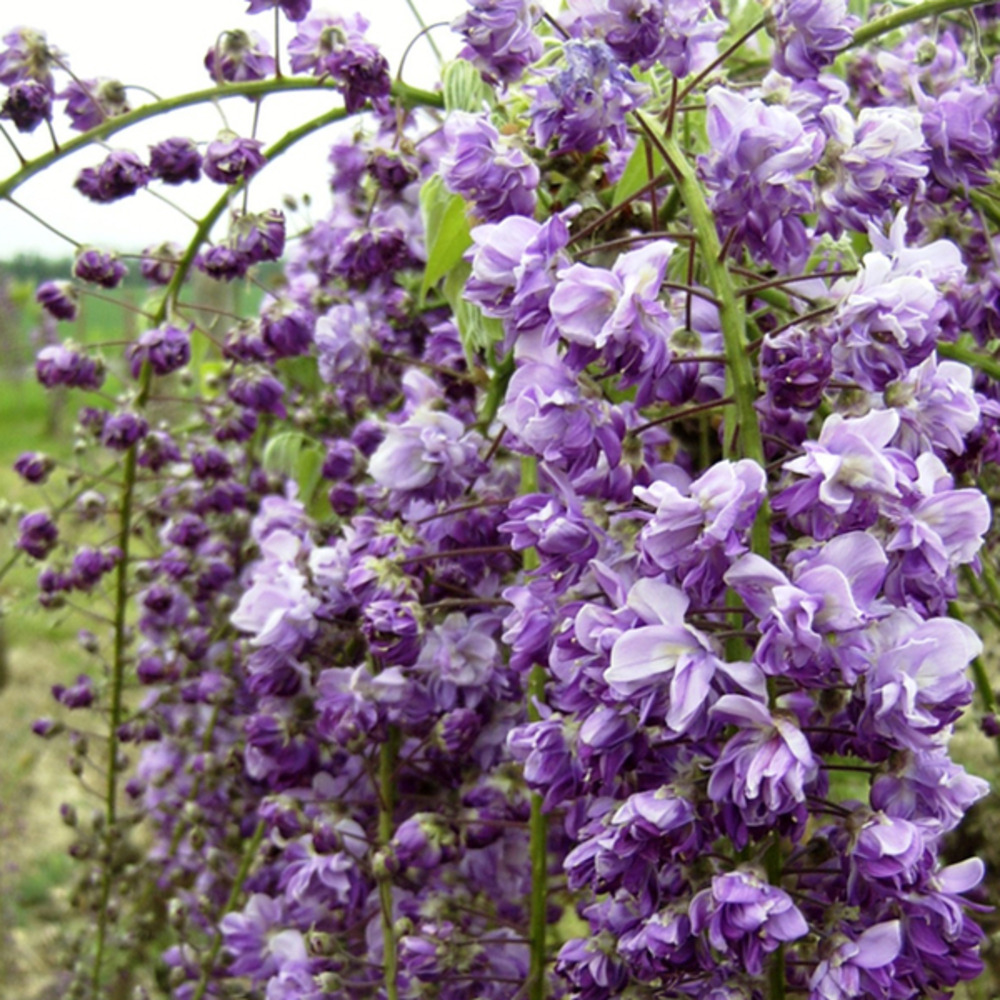 2 x glycine japonaise - wisteria floribunda 'violacea plena'  - 50-60 cm pot
