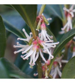 Sarcococca 'winter gem' pot de 2l/3l