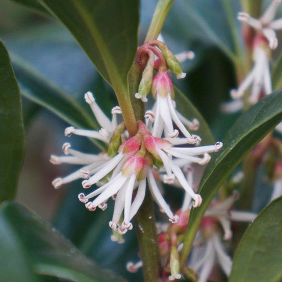 Sarcococca 'winter gem' pot de 2l/3l