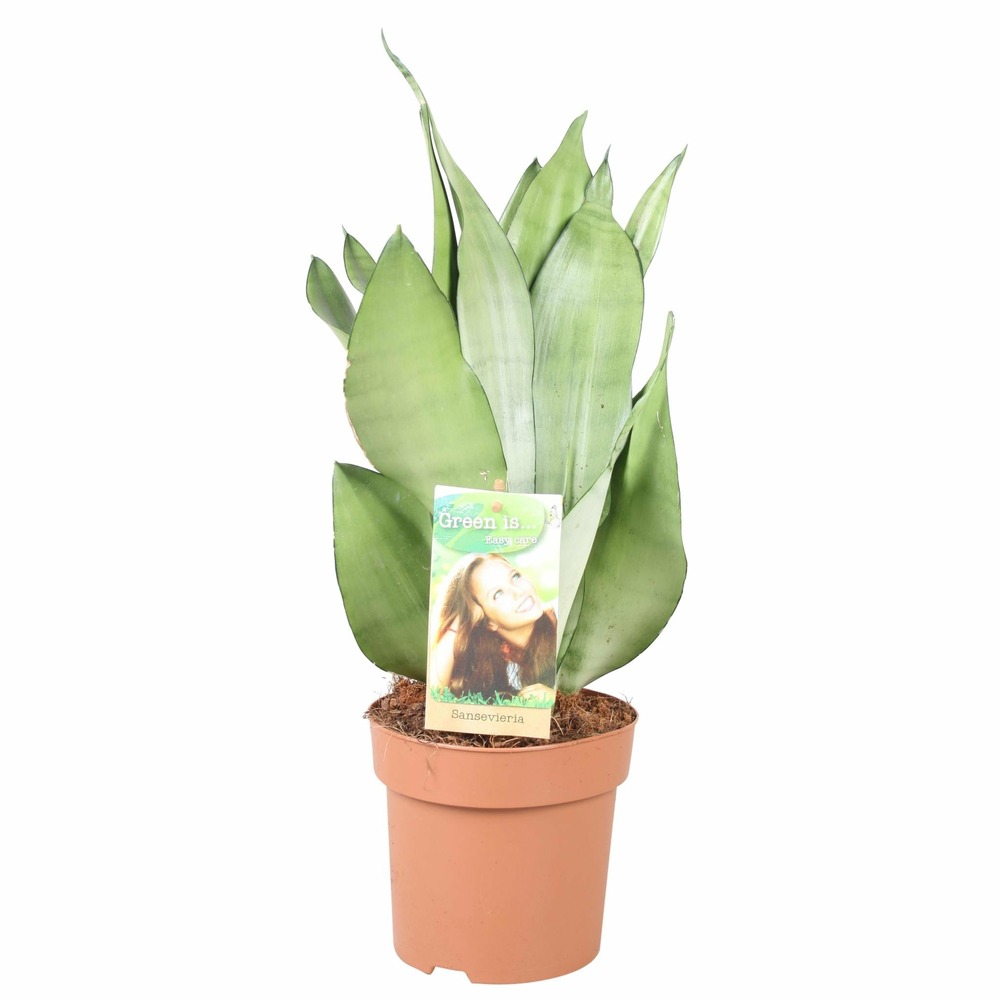 Sansevieria moonshine - hauteur 40-45** - h40 cm - ø14 cm