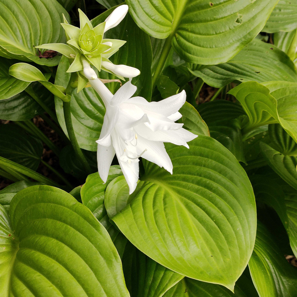 Hosta plantaginea 'venus' pot de 1,5l/2l