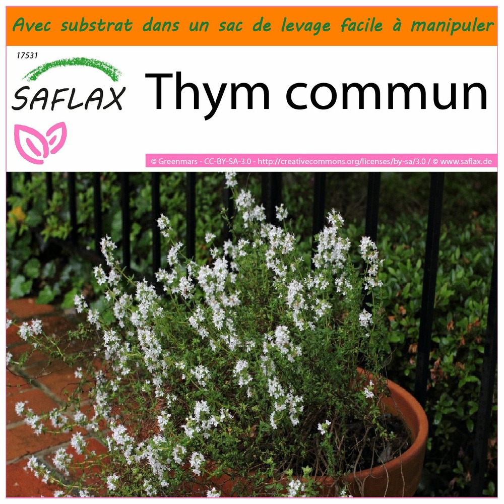 Garden in the bag - thym commun - 200 graines - thymus vulgaris