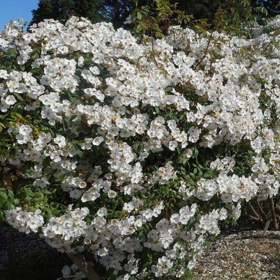Rosier liane merveille de mereville® evesirfeli conteneur 5 litres