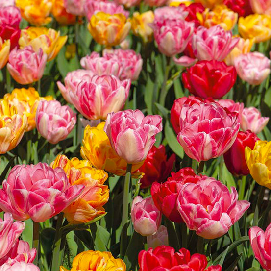 Mélange de 20 - tulipa double mix - fleur double - bulbes de tulipes - pousse jusqu'à 35-40 cm