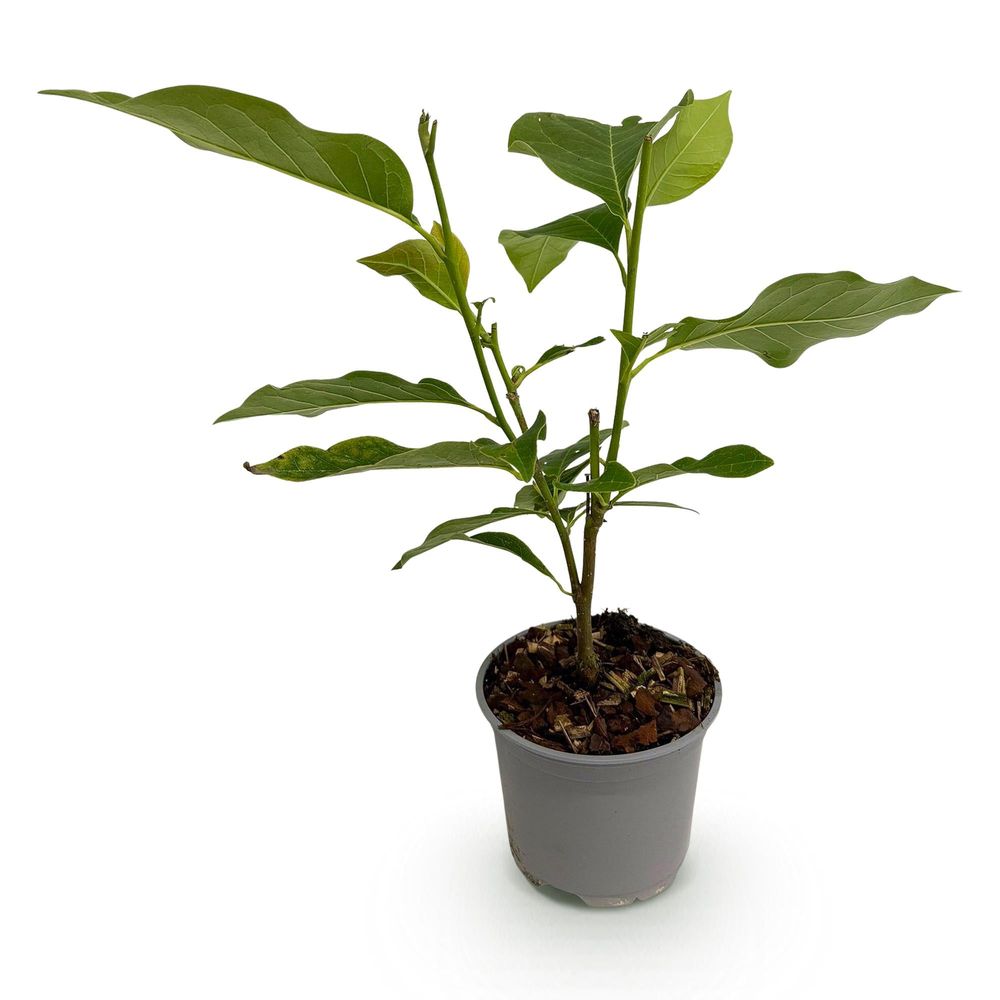 Magnolia 'ricki' - pot 12 cm - hauteur 30 cm - plante d'extérieur