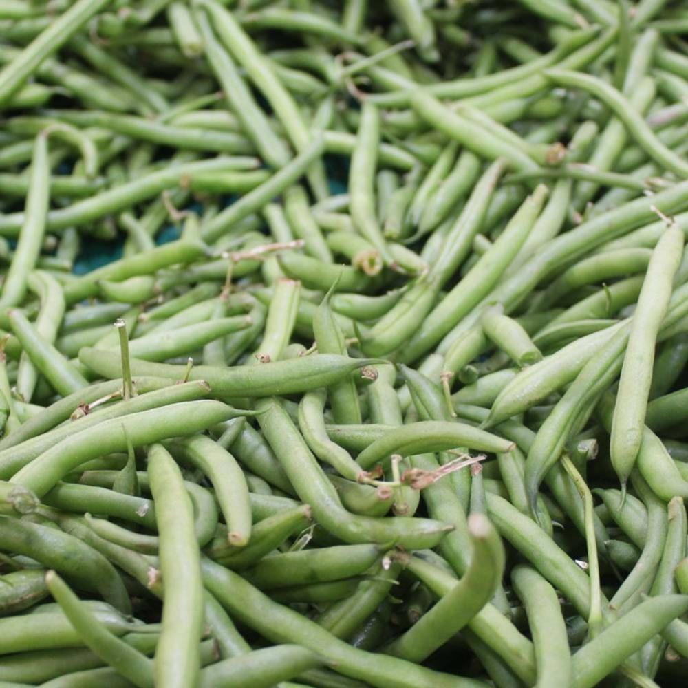 Graines de haricot nain à filet pongo - sans traitement boite