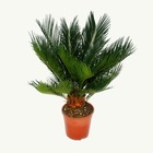 Cycas revoluta - - fougère palmiste japonaise avec tubercule - pot 12cm