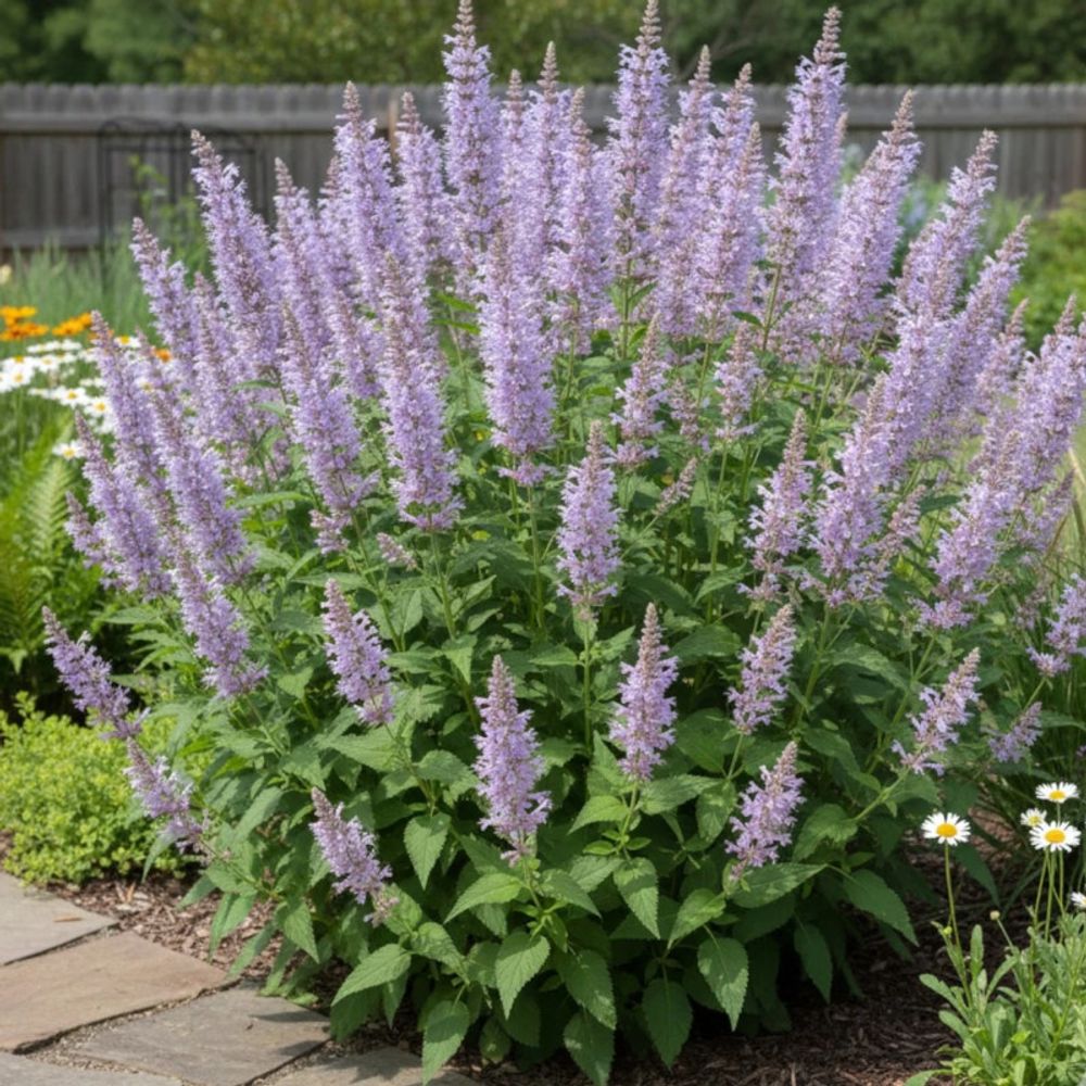 Agastache serpentine godet - 5/20 cm