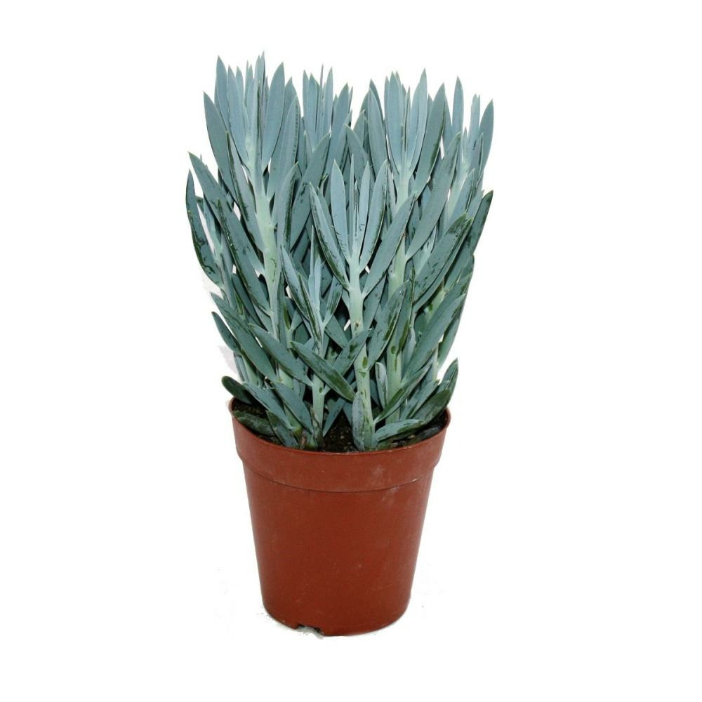Senecio aigue-marine pot de 15cm