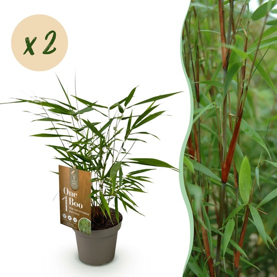 Bambou fargesia asian wonder - lot de 2 - pot 14 cm - hauteur 35 cm