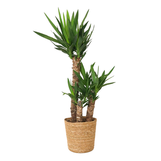 Pied d'éléphant - yucca elephantipes - hauteur 70-80cm - ⌀21cm