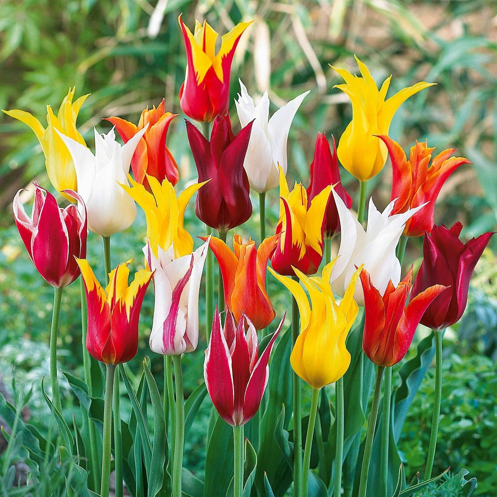 25 tulipes à fleurs de lis en mélange - le sachet de 25 bulbes / circonférence 10-11cm, vendu par lot de 4