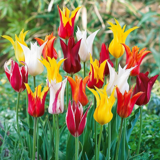 25 tulipes à fleurs de lis en mélange - le sachet de 25 bulbes / circonférence 10-11cm, vendu par lot de 4