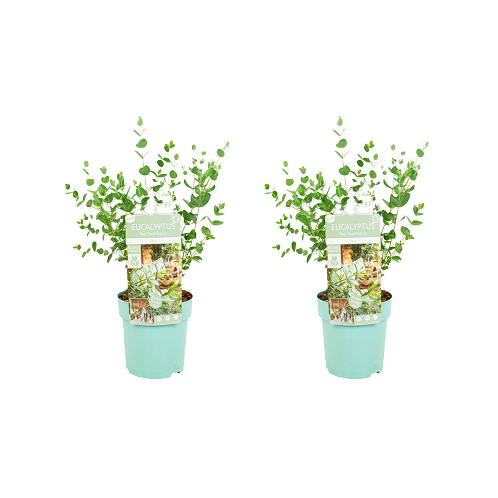 Lot de 2 - eucalyptus parvifolia - plante d'eucalyptus - plantes de jardin - ⌀15 cm - 25-45 cm
