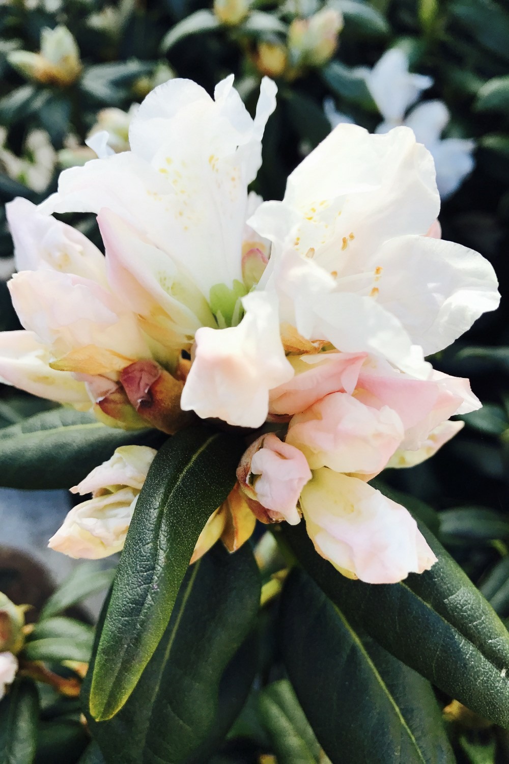 Rhododendron 'dora amatéis' - en pot de 4 litres