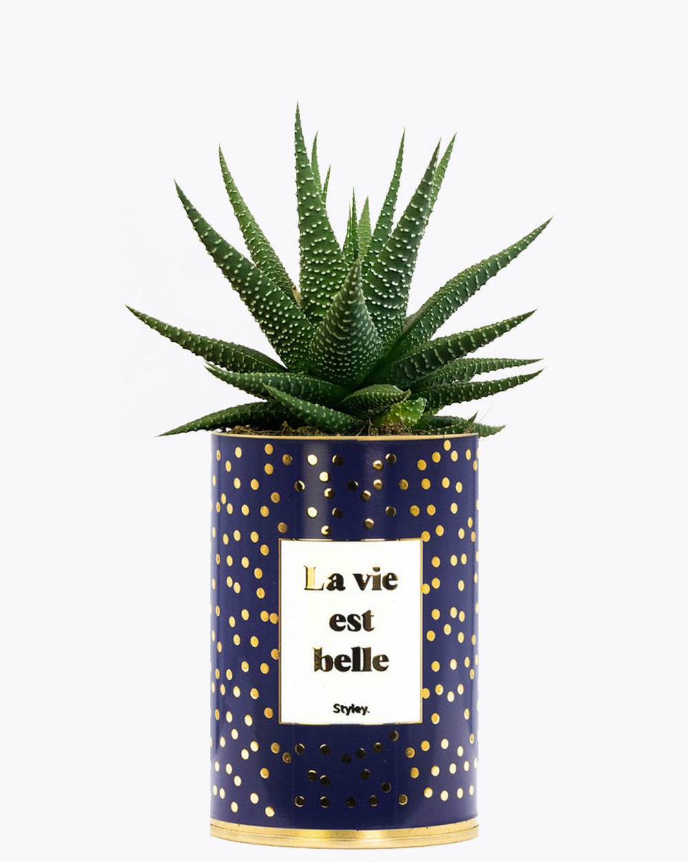 Idée cadeau - la vie est belle - cactus - finitions gold