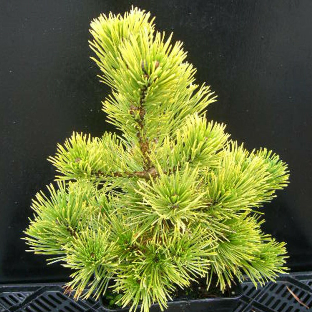Pin de montagne winter gold, pinus pot de 5l - 40/60 cm