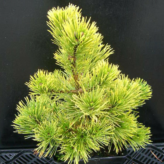 Pin de montagne winter gold, pinus pot de 5l - 40/60 cm