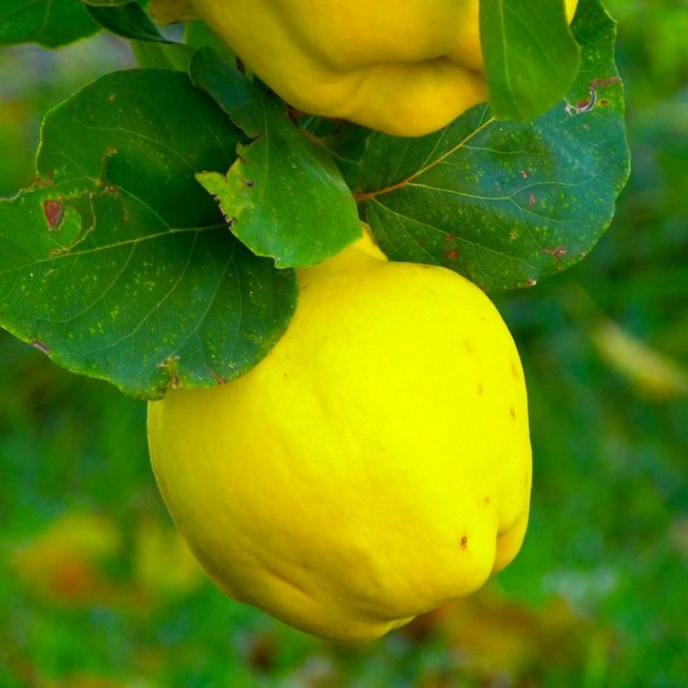 Cognassier 'champion' (cydonia oblonga 'champion')