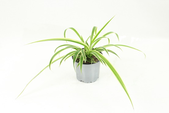 Chlorophytum pot 10,5 cm
