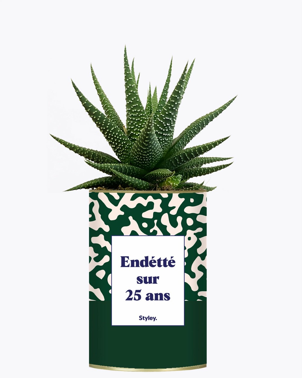 Plante facile à entretenir - endetté sur 25 ans - cactus