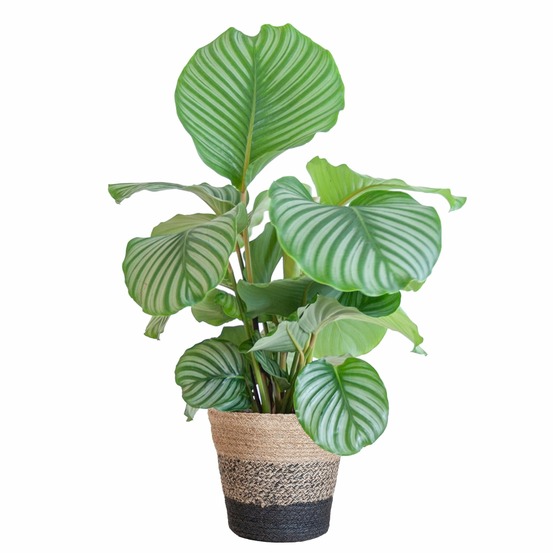 Calathea orbifolia et son pot panier multicolor - hauteur 65cm