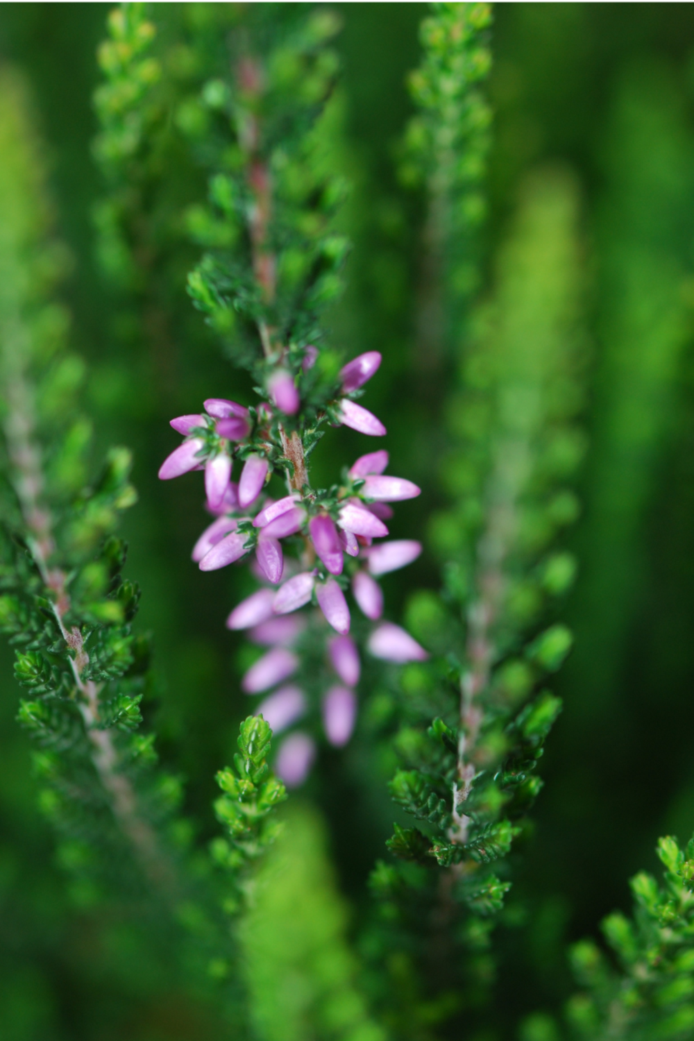 Bruyère d'été 'hilda ?' - en pot de 1 litre