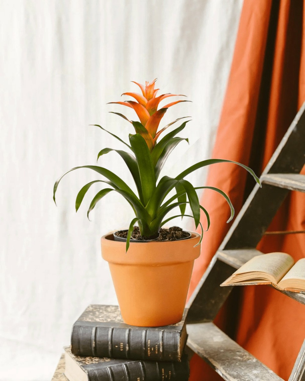 Bromelia melissa 45cm - plante d'intérieur
