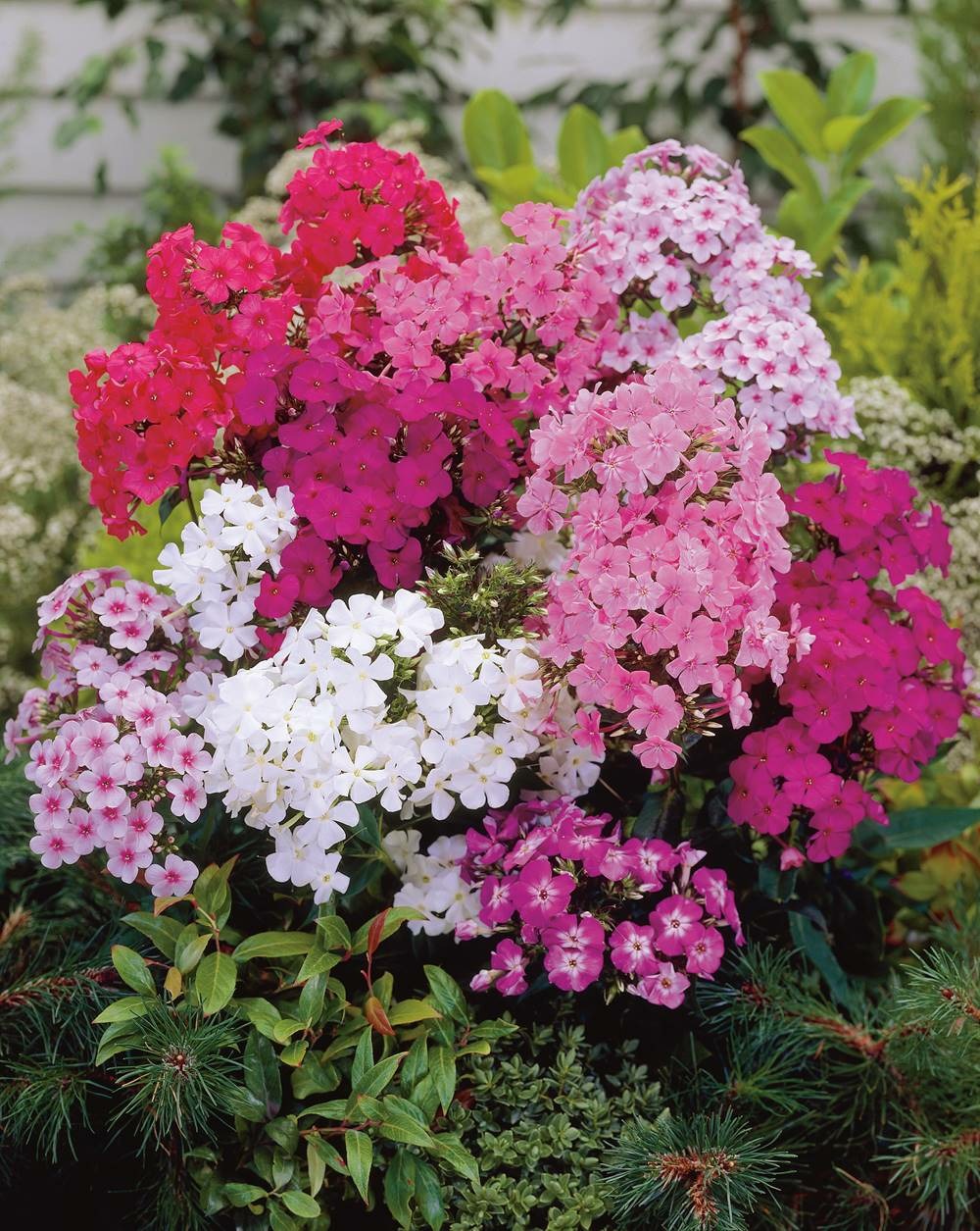 Phlox en melange - 4 bulbes