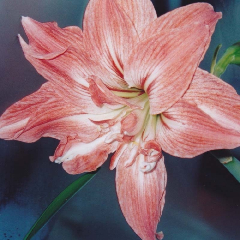Amaryllis 'lady jane' bulbe calibre 26/28, extra