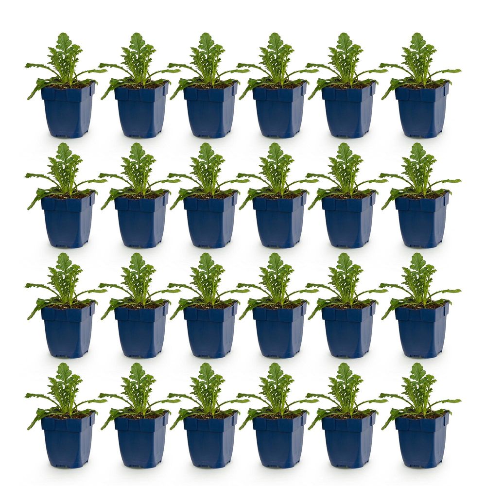 Scabieuse 'butterfly blue' - lot de 24 - pot 11 cm - hauteur 25 cm - plante d'extérieur