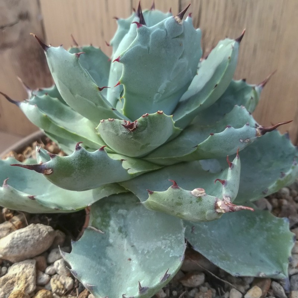 Agave potatorum 'var. Verschaffeltii' pot de 2l/3l